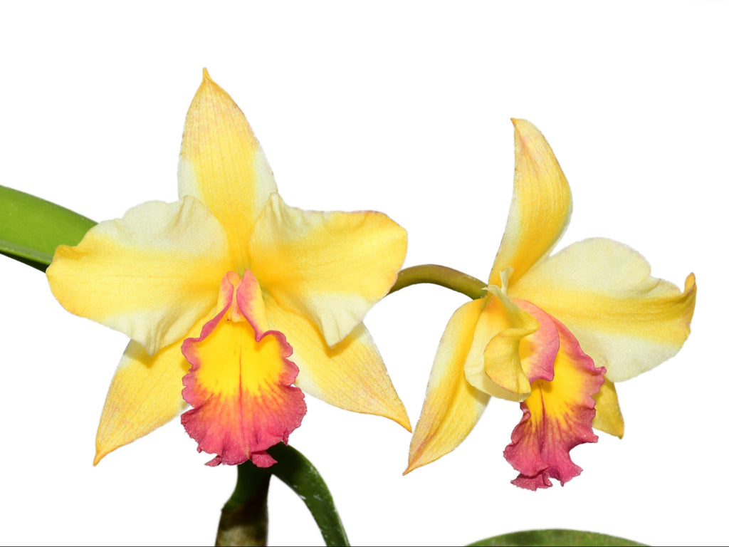 Rhyncholaeliocattleya Uzhupud Garden