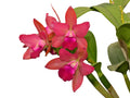 Rhyncholaeliocattleya Village Chief Chanel