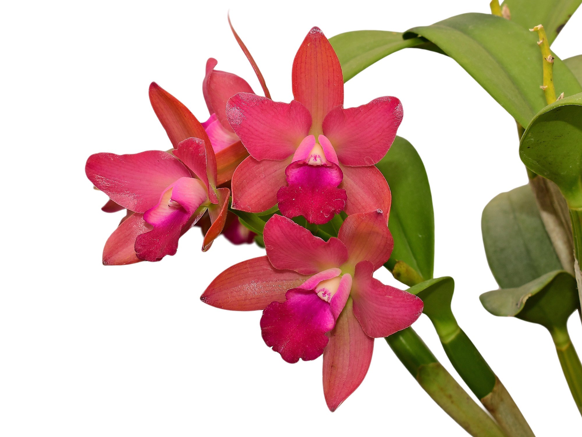 Rhyncholaeliocattleya Village Chief Chanel