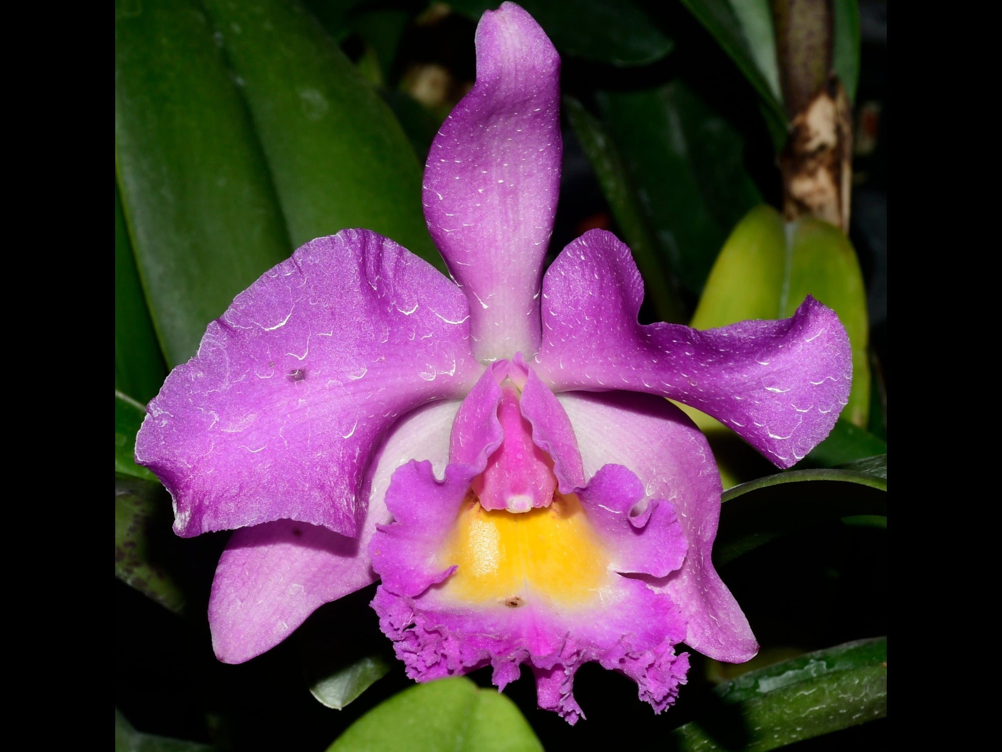 Rhyncholaeliocattleya Ecuagenera Elegant Pamela