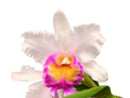 Rhyncholaeliocattleya Urbnflockr