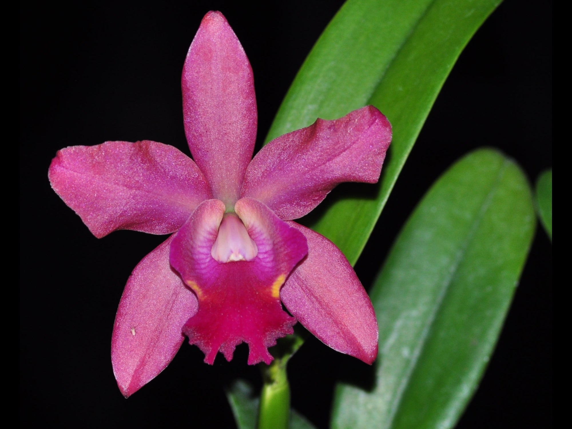 Rhyncholaeliocattleya Village Chief Chanel