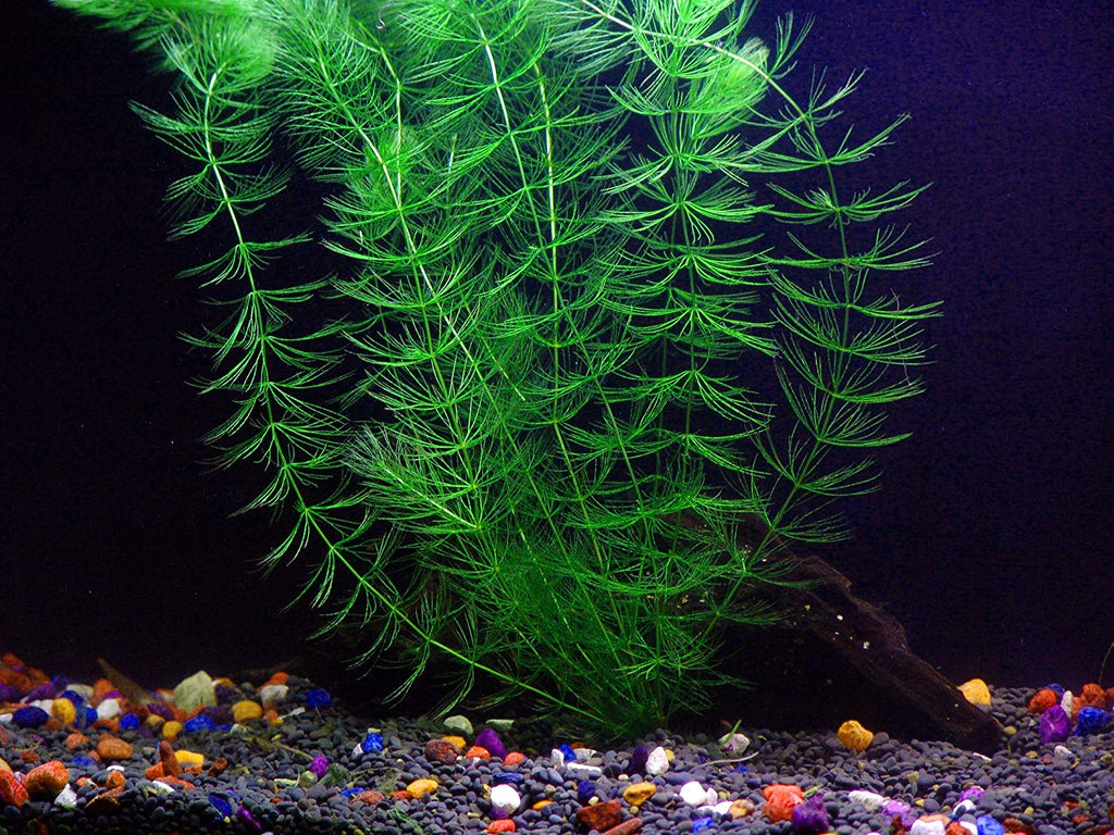 6 Species Aquarium Plants Bundle – Java Fern, Hornwort, Amazon Sword, Moneywort, Ludwigia and Cryptocoryne