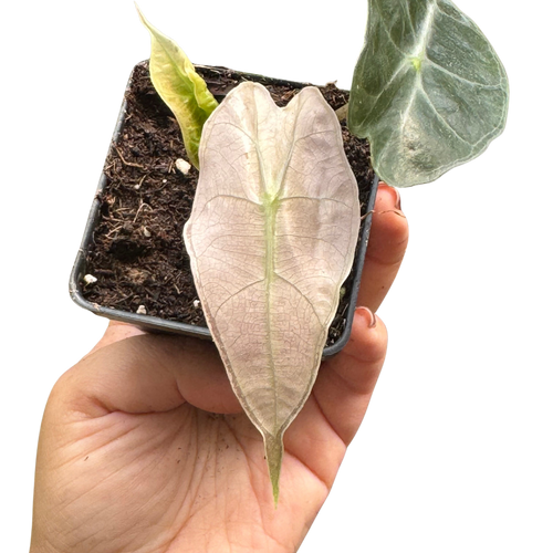 Alocasia Polly Mint Variegated