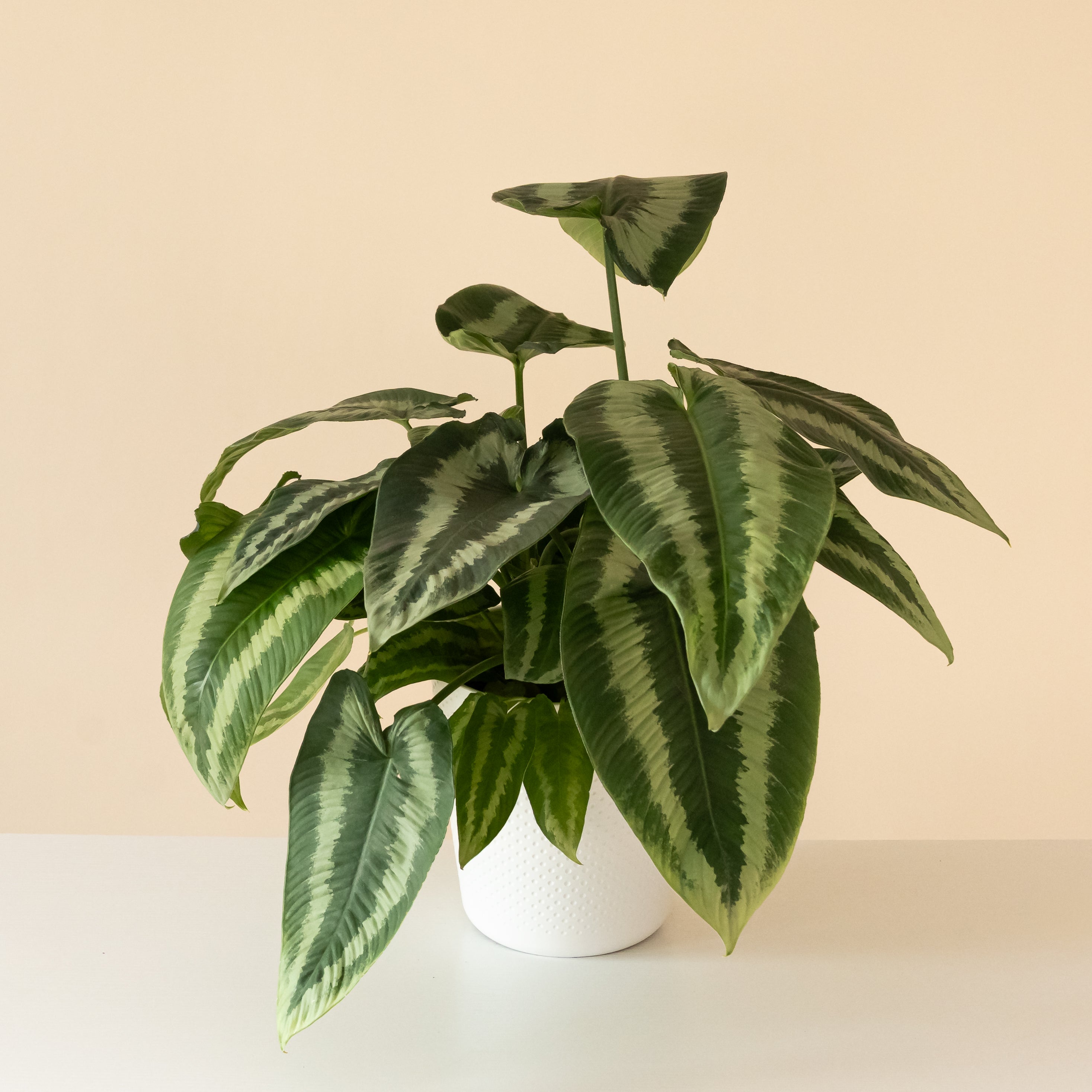 Art Decoâ„¢ Gothicâ„¢