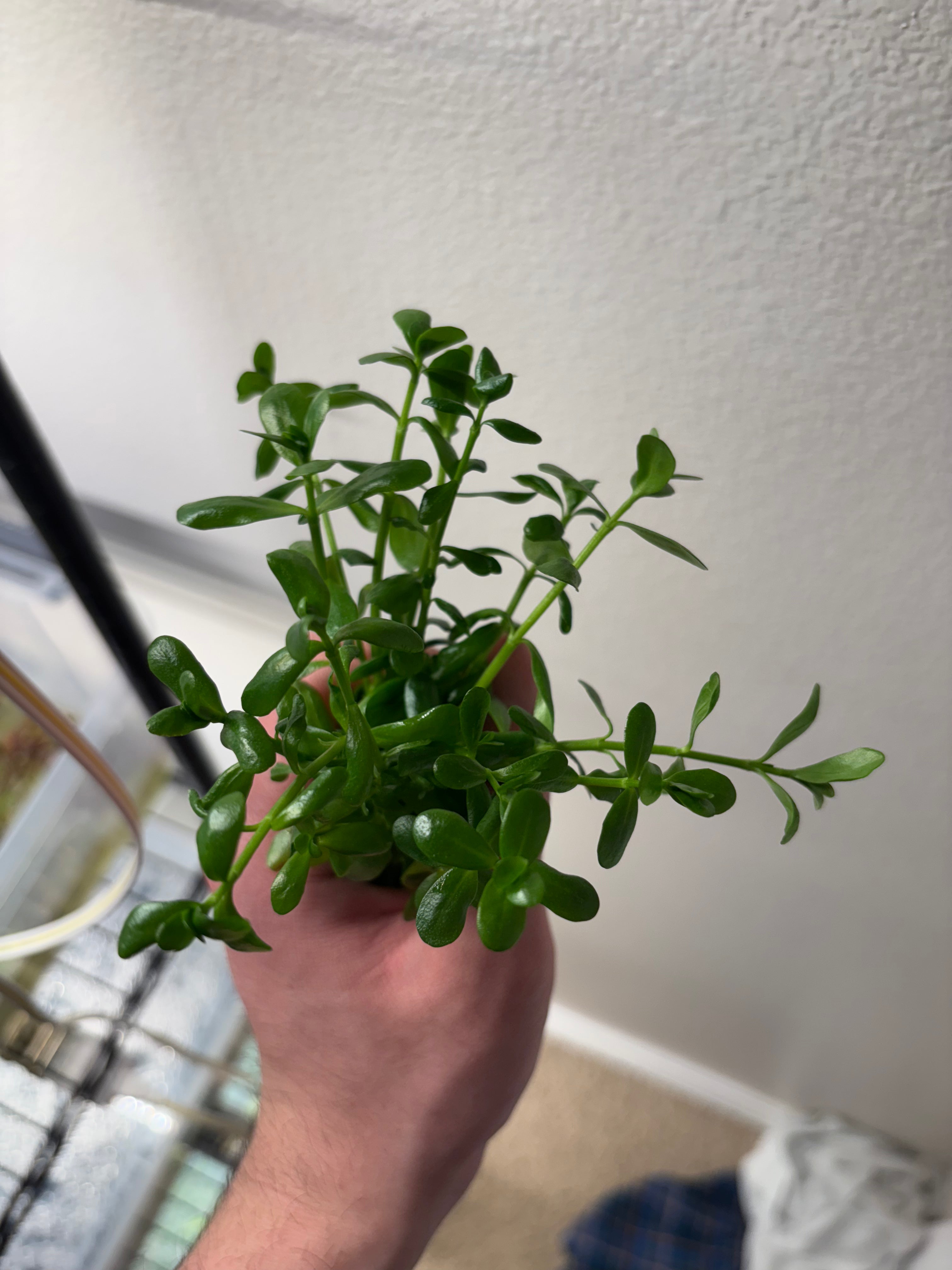 Bacopa Monnieri/Monneywort (6+ stems)