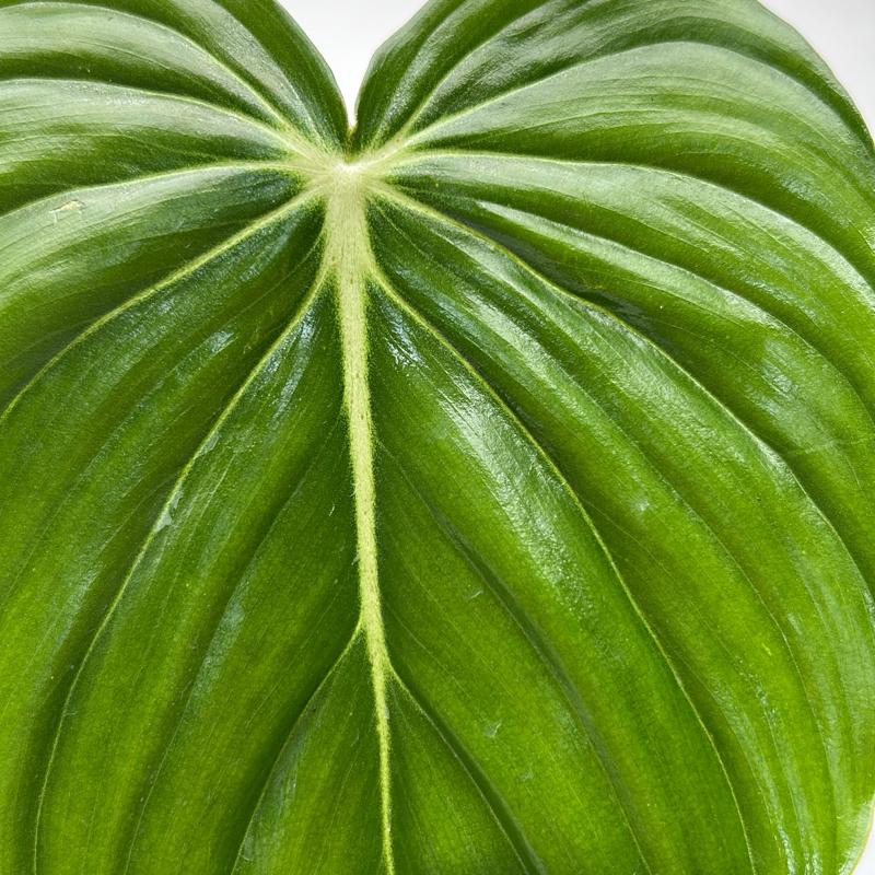 Philodendron McDowell