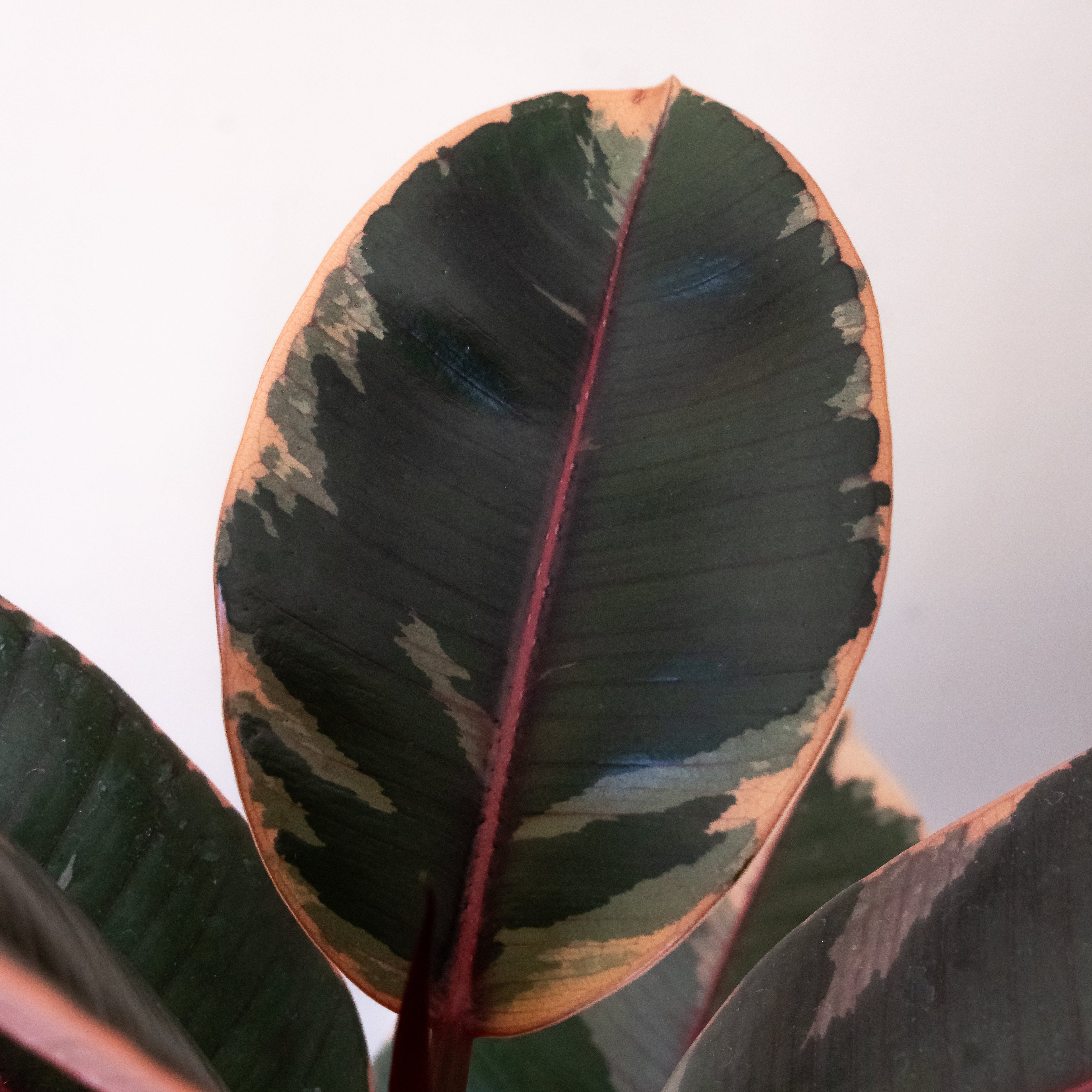 Chroma® Belize