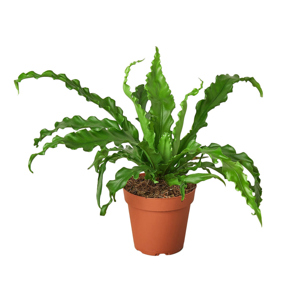 Birdâ€™s Nest 'Victoria' Fern