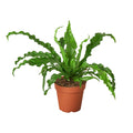 Birdâ€™s Nest 'Victoria' Fern