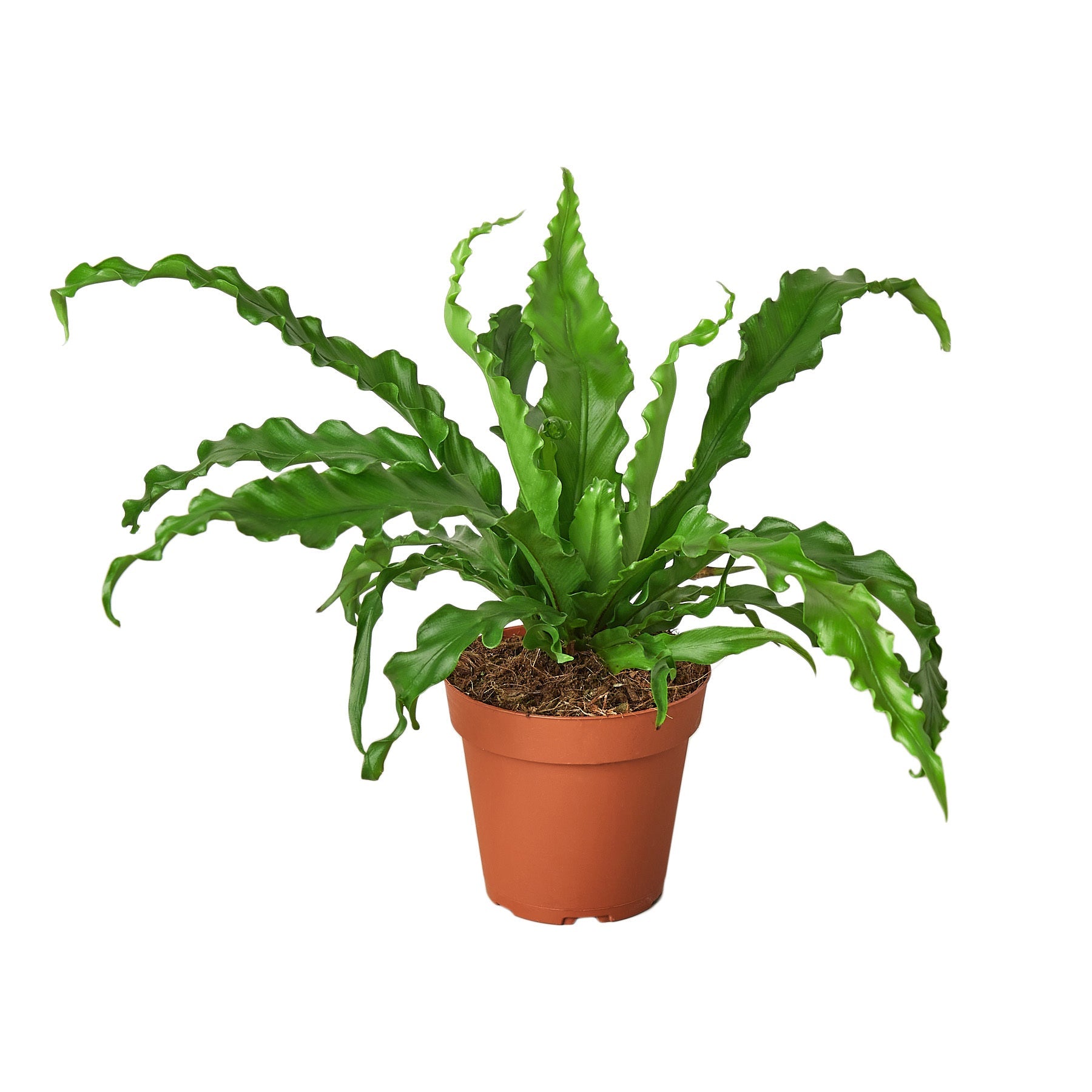 Birdâ€™s Nest 'Victoria' Fern