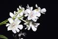 Dendrobium aberrans