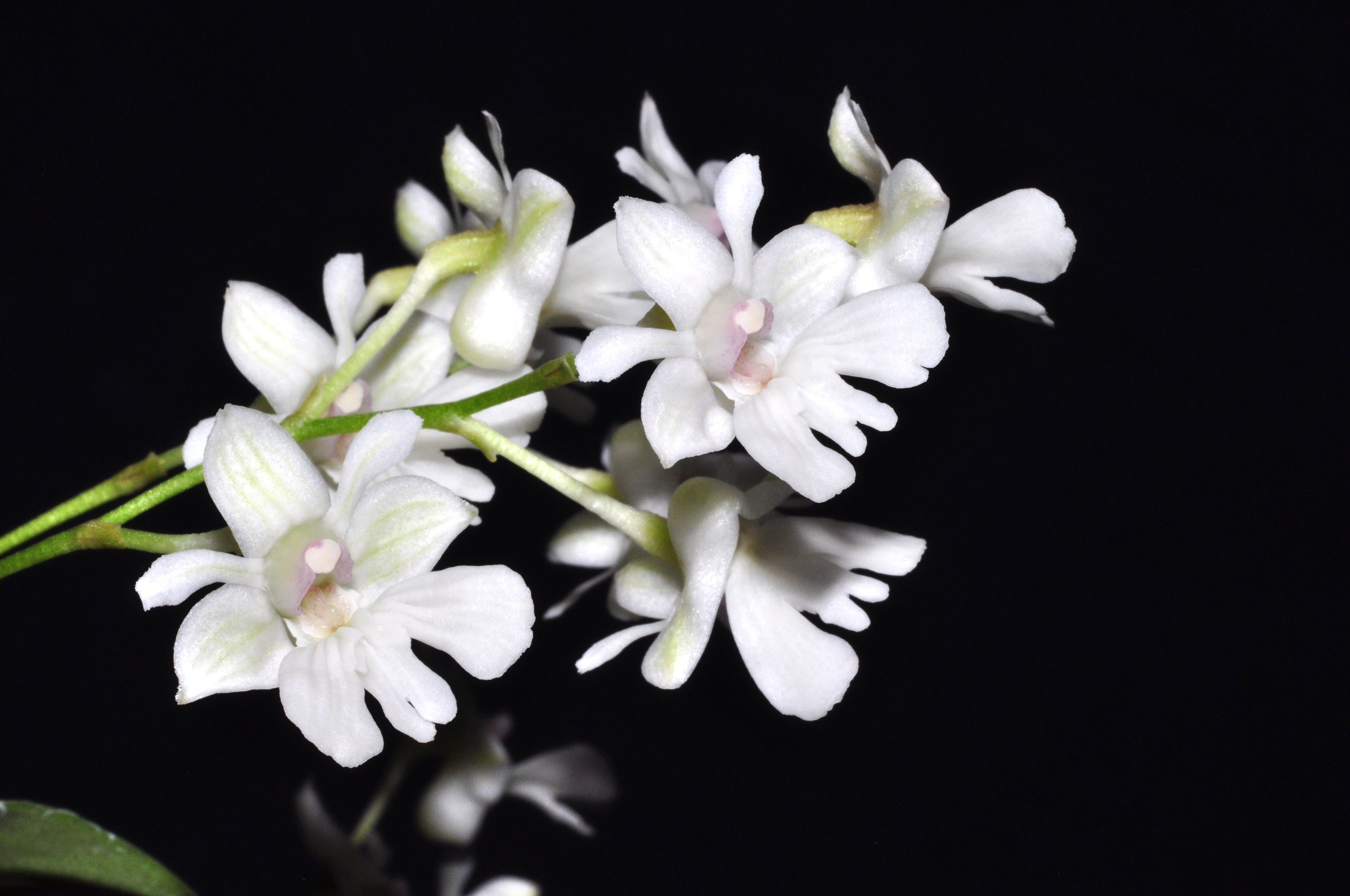 Dendrobium aberrans