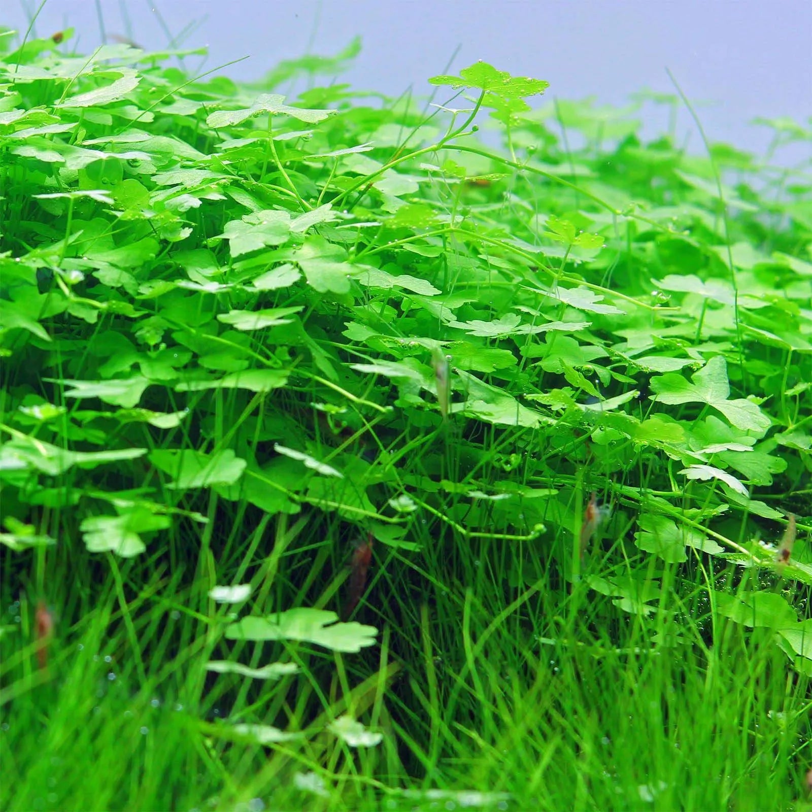 Hydrocotyle Tripartita Japan