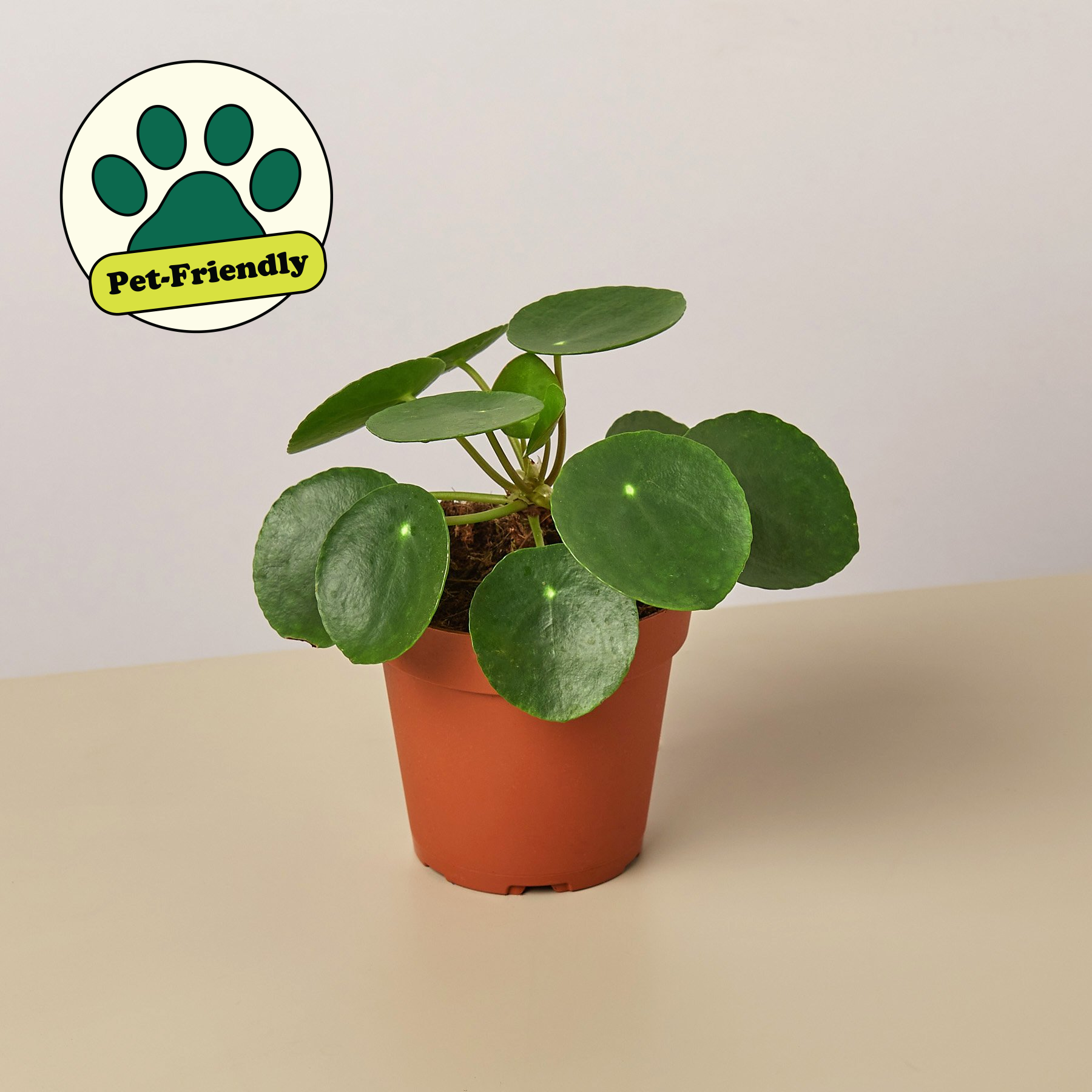Plant Paradise Extra Large Bundle
