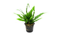 Java Fern (Microsorum pteropus) â€“ Mother Pot