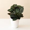 Jungle DivaÂ® Roxieâ„¢