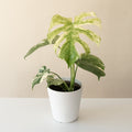 MysteriaÂ® Mint