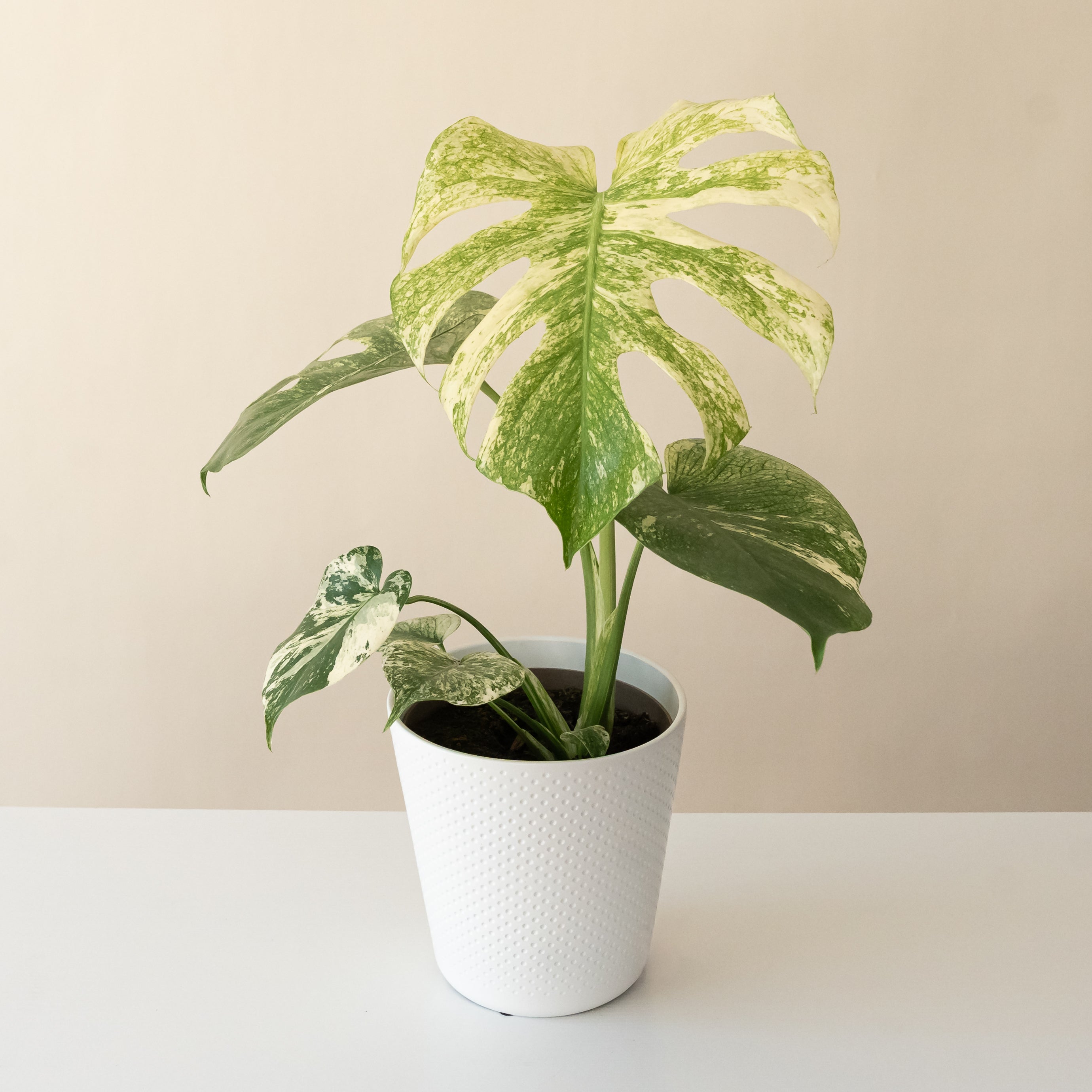 MysteriaÂ® Mint