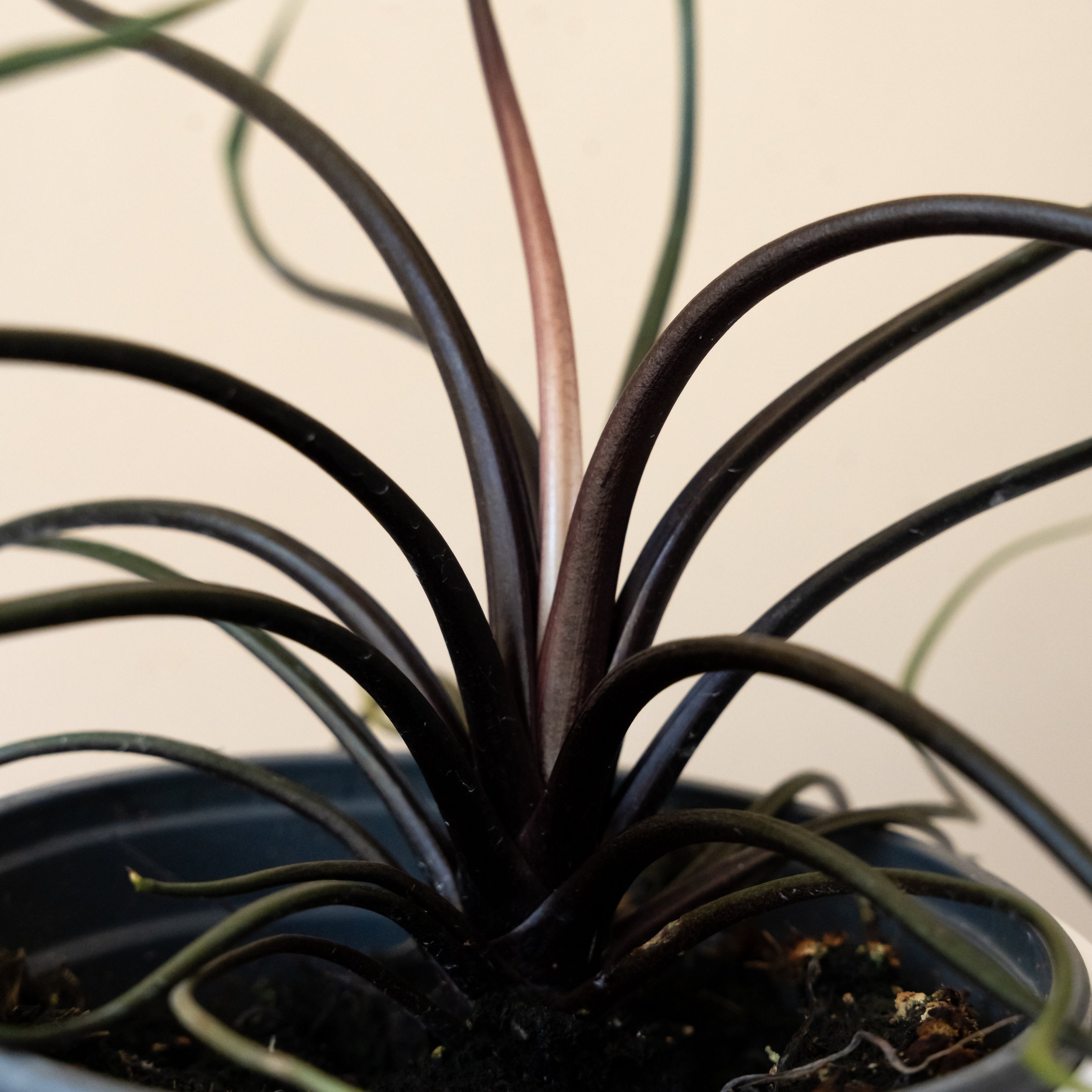 Mythic® Tentacular™