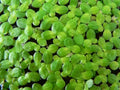 Duckweed "Lemma Minor"