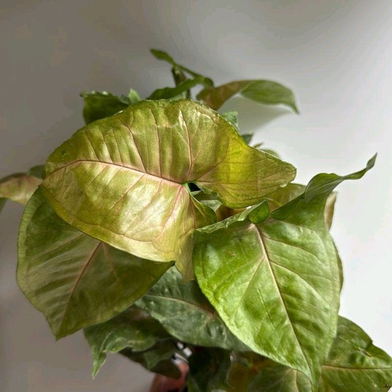 Syngonium Podophyllum 'Maria Allusion'