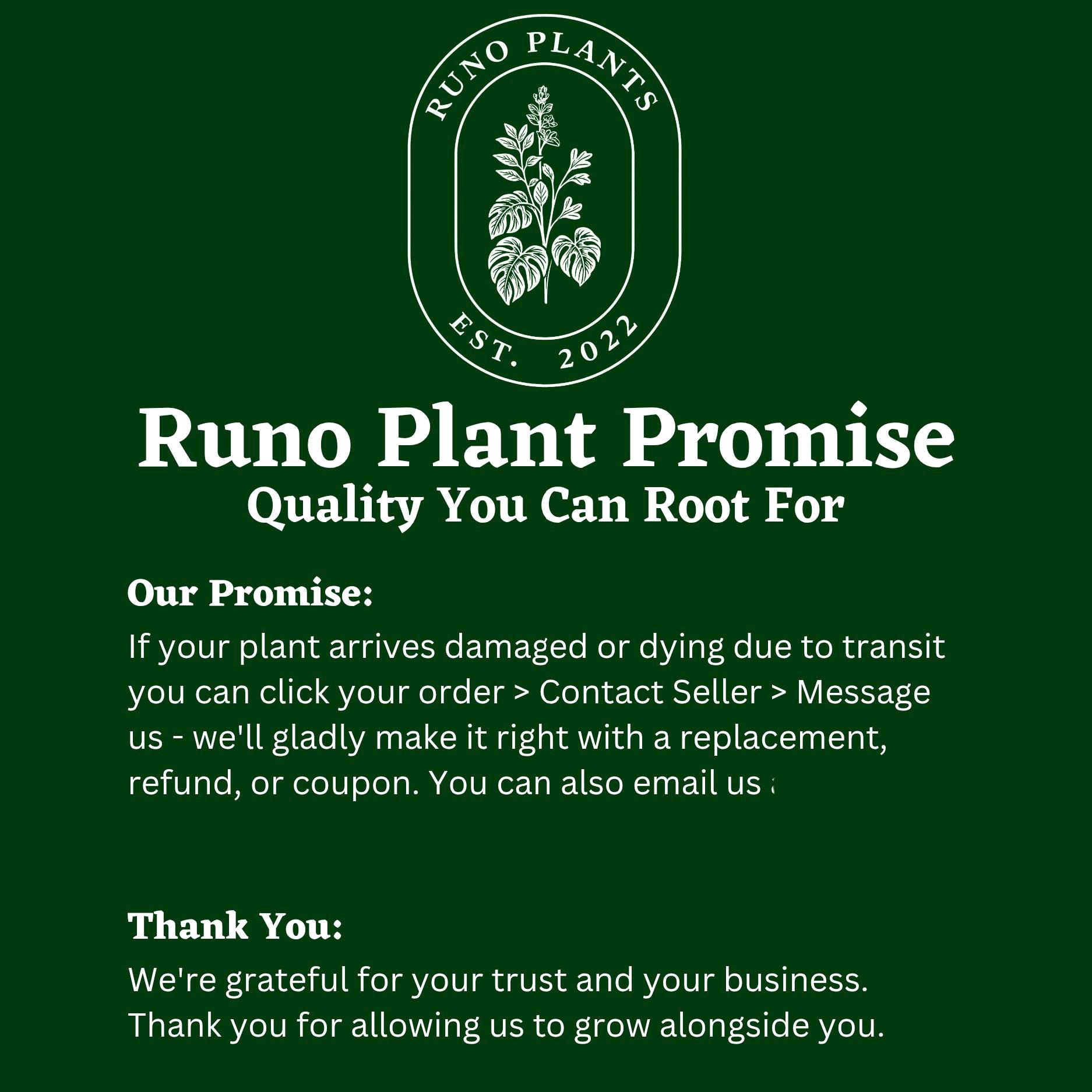 Syngonium Mystery Bundle Box - 3 Syngonium Plants