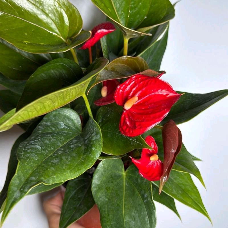Anthurium Red Heart