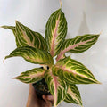 Aglaonema 'Pink Panama'