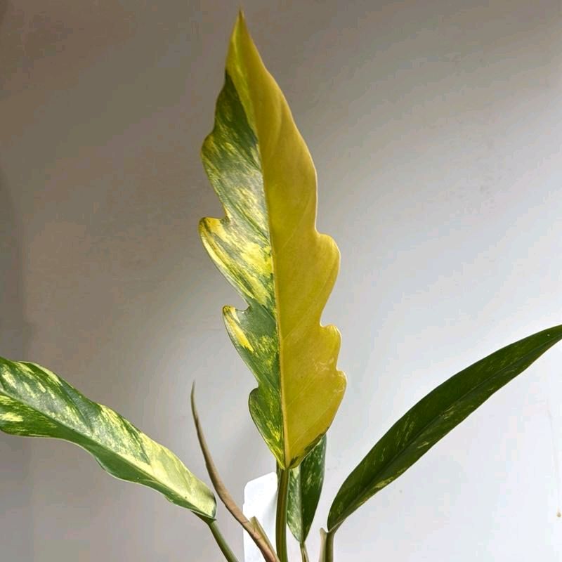 Philodendron Caramel Marble