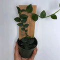 Rhaphidophora Hayii