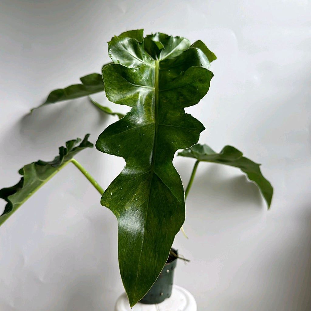 Variegated Philodendron 'Bob Cee'