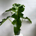 Variegated Philodendron 'Bob Cee'