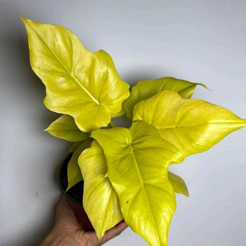 Philodendron Warscewiczii Aurea