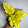 Philodendron Warscewiczii Aurea