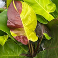 Variegated Philodendron Red Moon