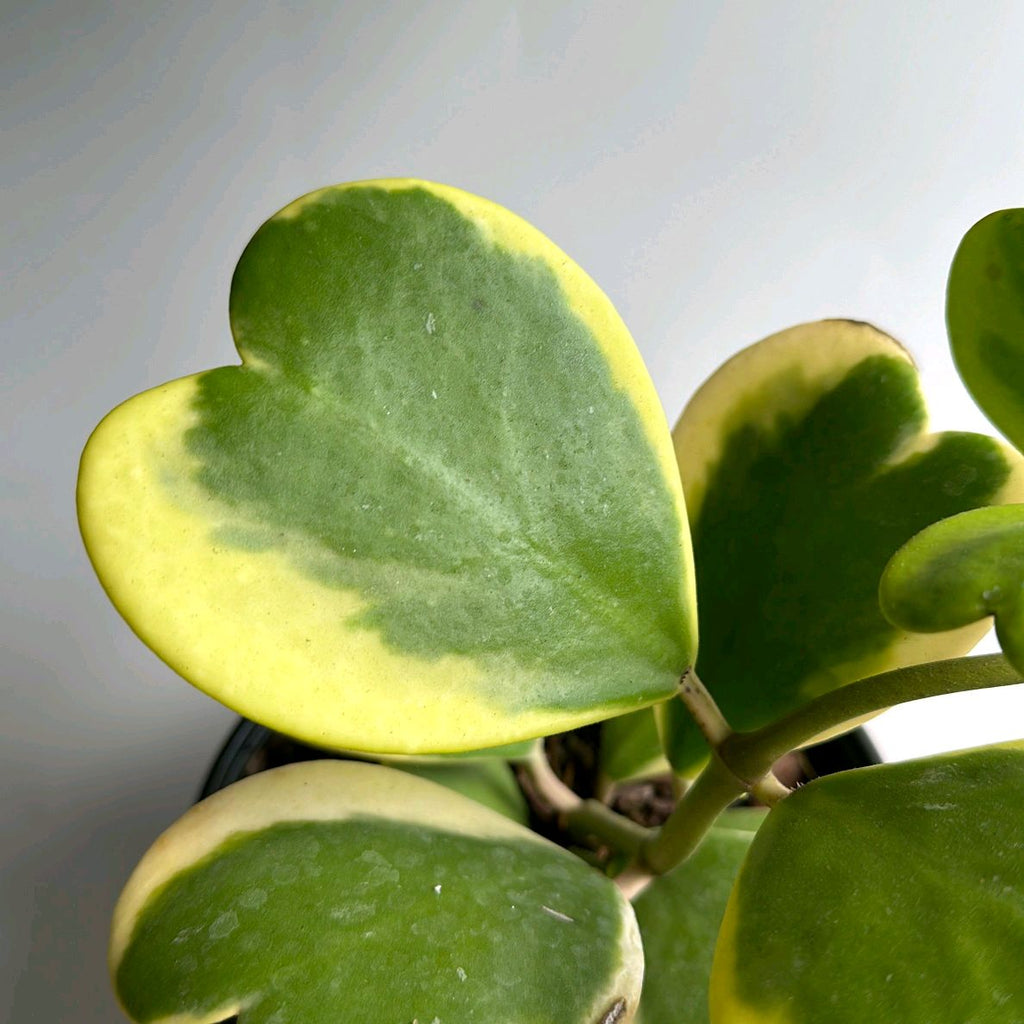 Outer Variegated Hoya Kerrii