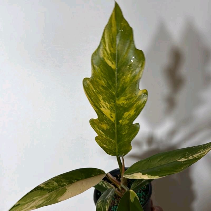 Philodendron Caramel Marble