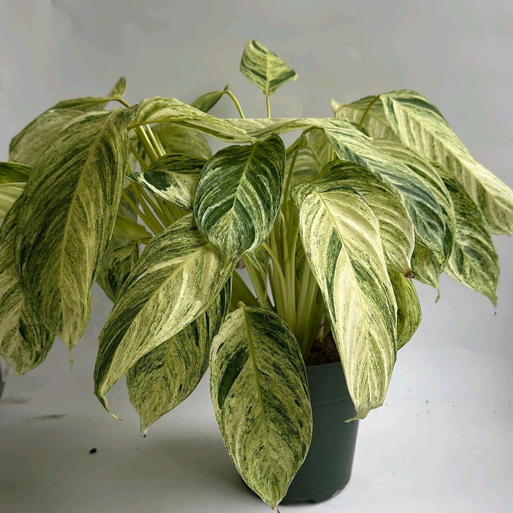 Stromanthe 'Charlie'