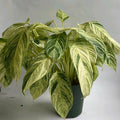 Stromanthe 'Charlie'