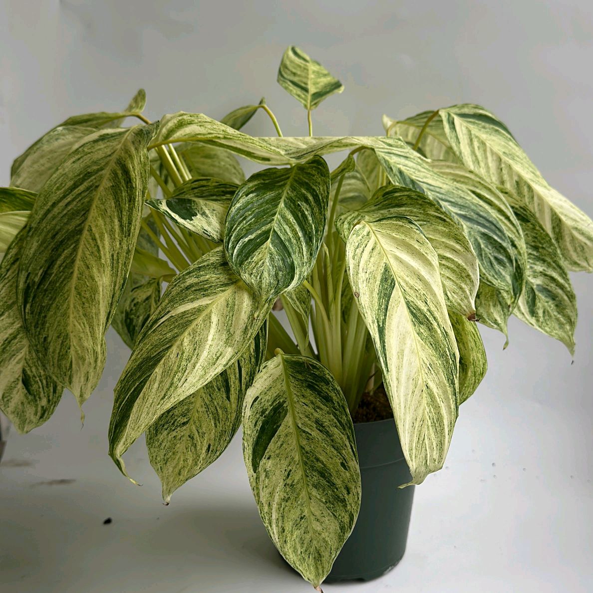 Stromanthe 'Charlie'