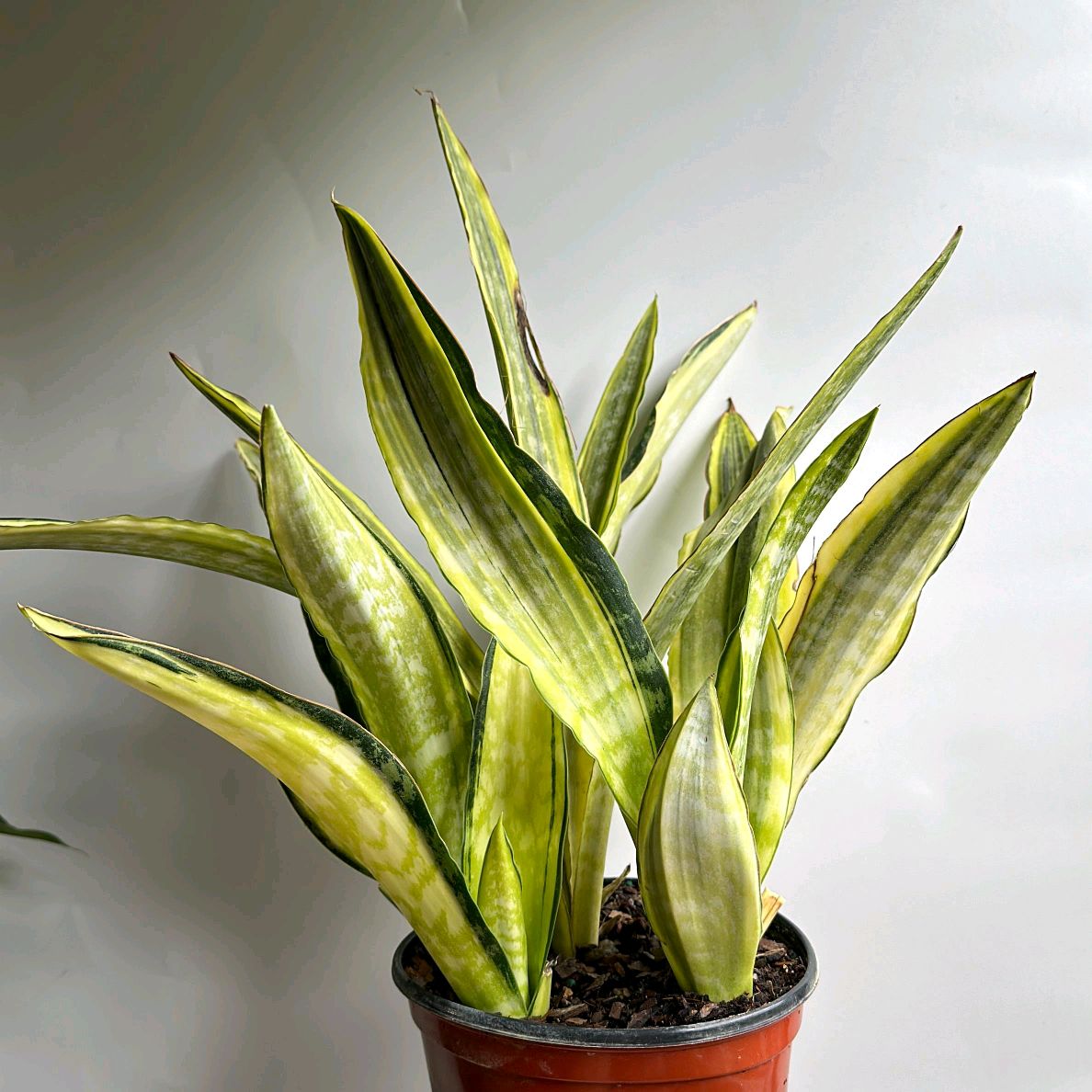 Sansevieria Lauren Golden