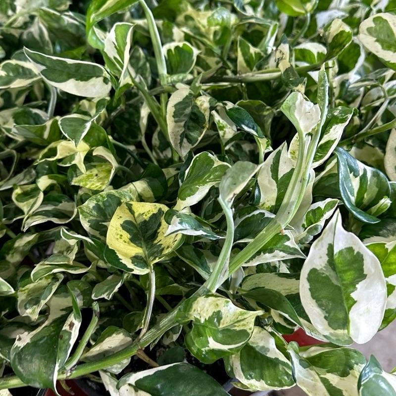 Pothos Pearls and Jade