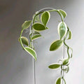 Outer Variegated Vanilla Orchid