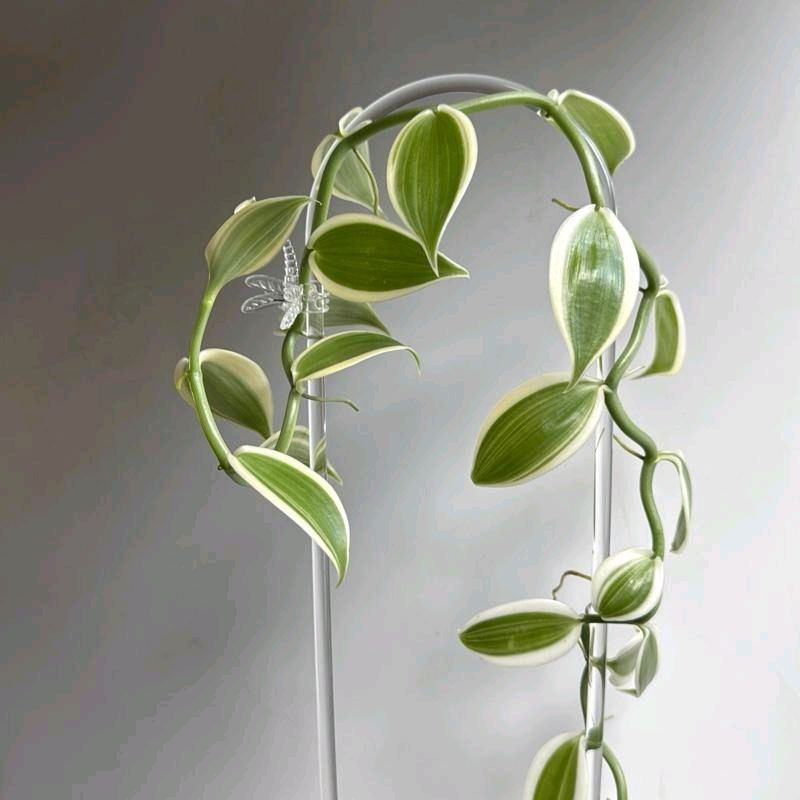 Outer Variegated Vanilla Orchid