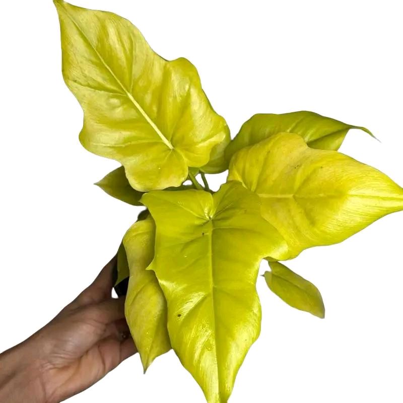Philodendron Warscewiczii Aurea