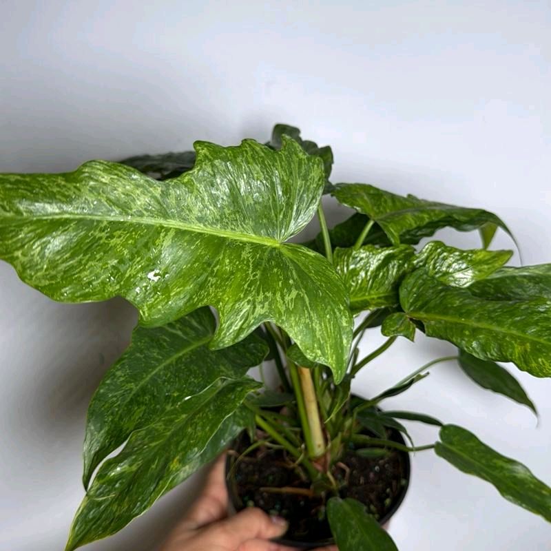 Philodendron Mottled Dragon