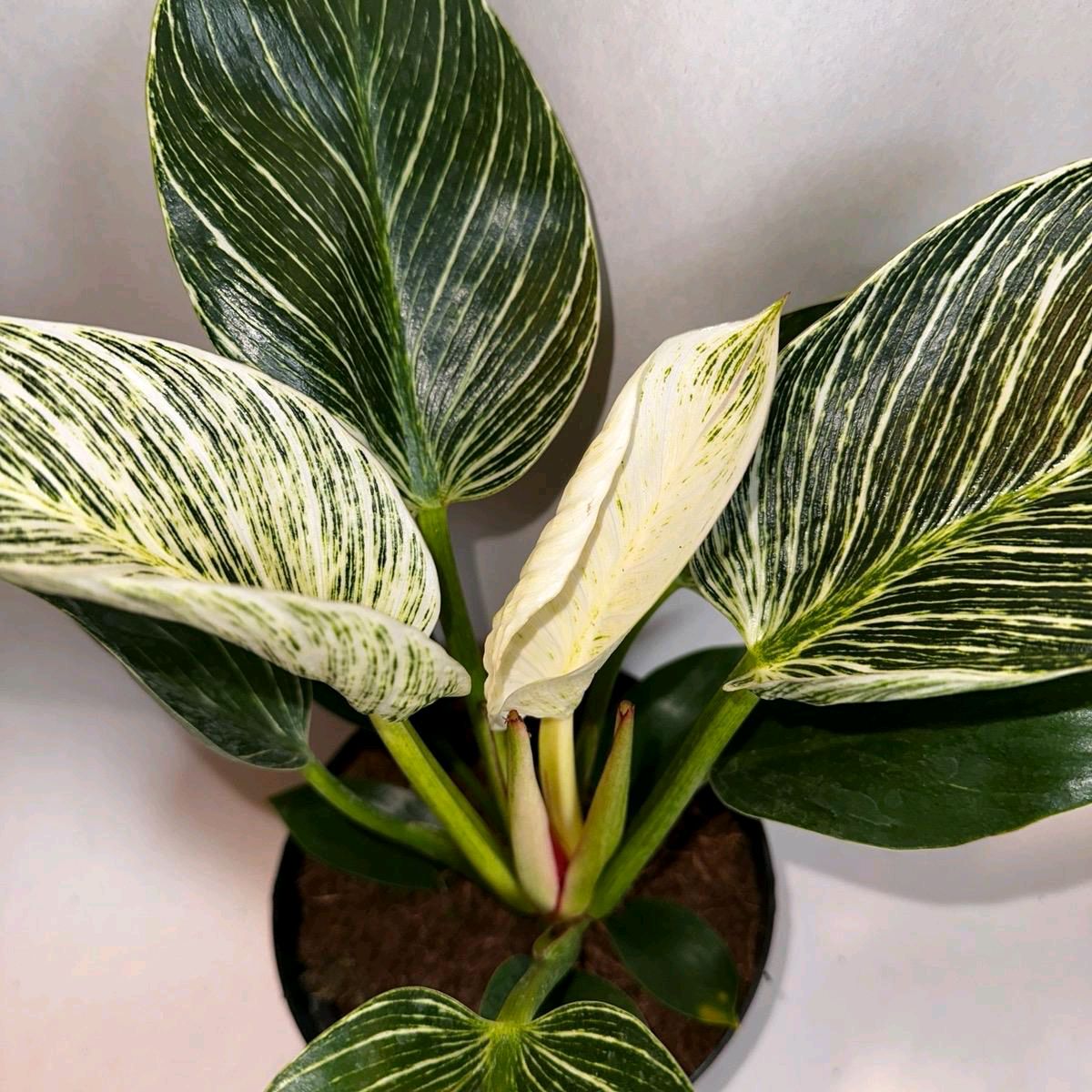 Philodendron Birkin