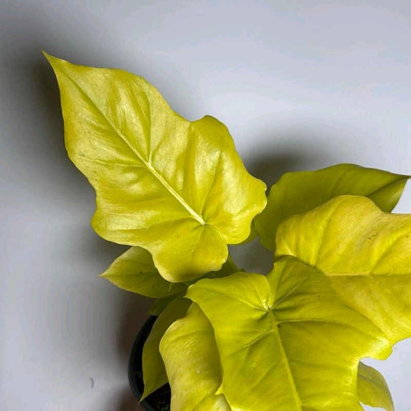 Philodendron Warscewiczii Aurea