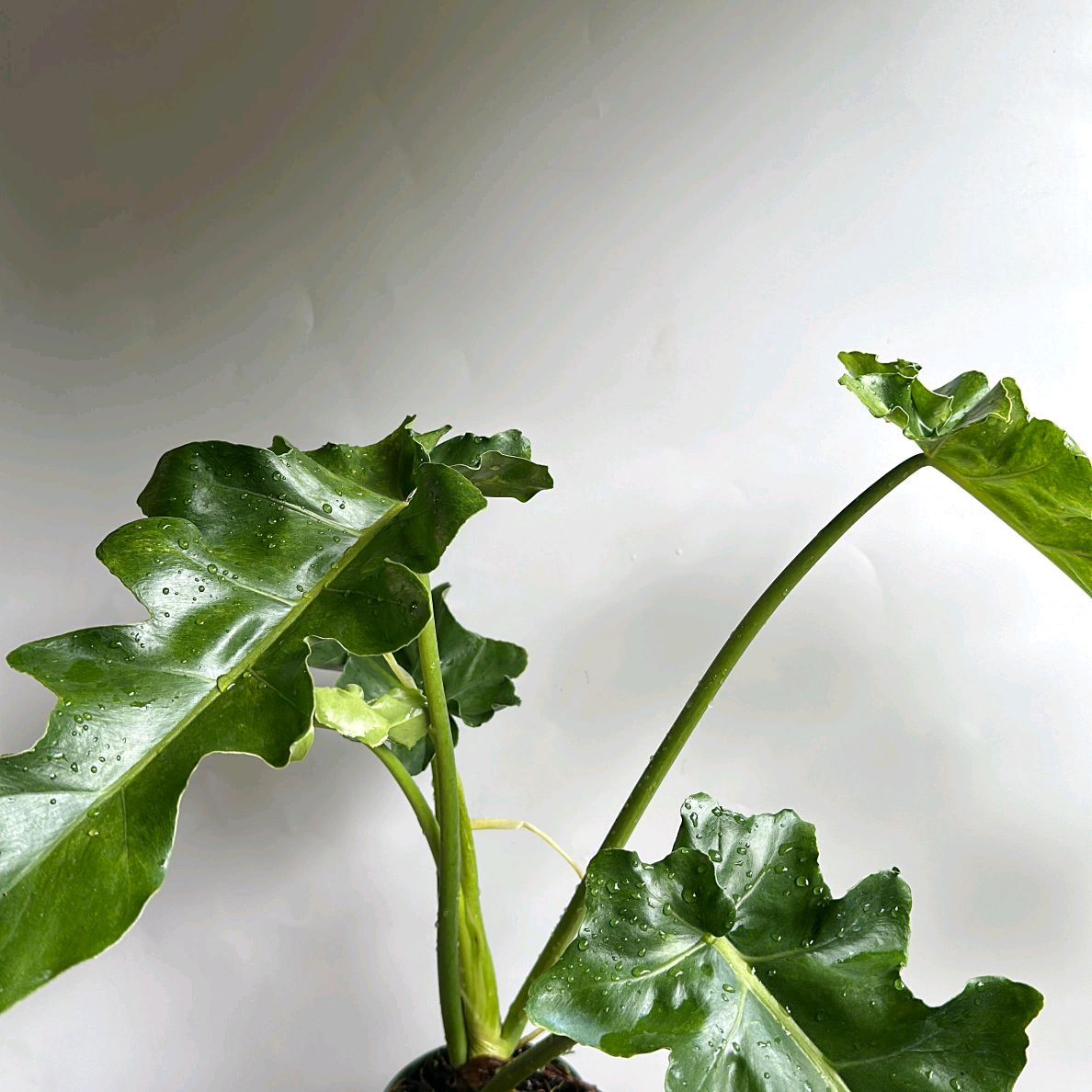 Variegated Philodendron 'Bob Cee'